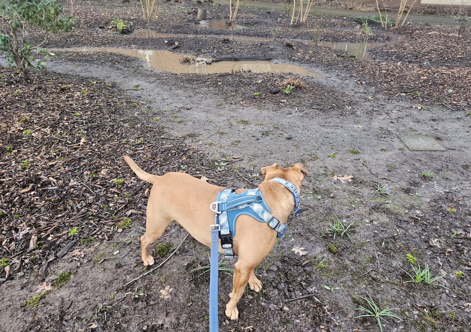 Barley, a dog, glances at a pair of ducks (one drake, one hen) in the distance, without showing great interest.