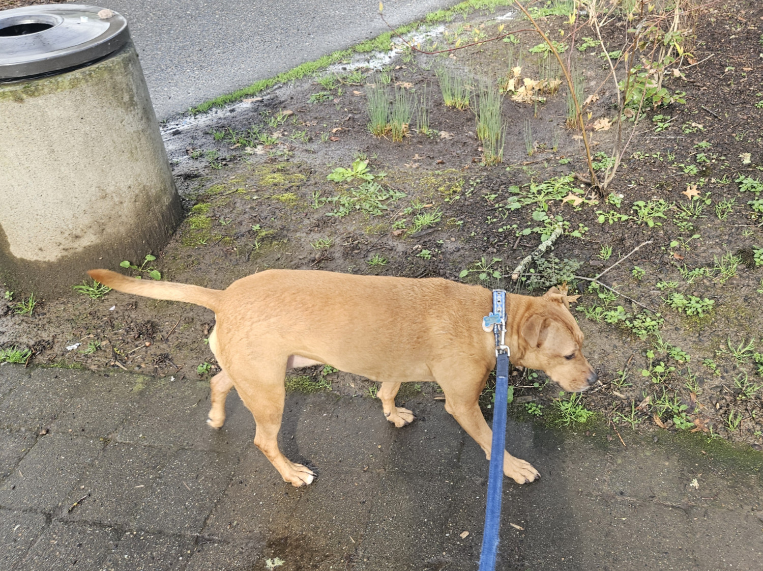 Barley, a dog, moist for a third post in a row, trots down a path beside exposed earth that is visibly saturated with water.