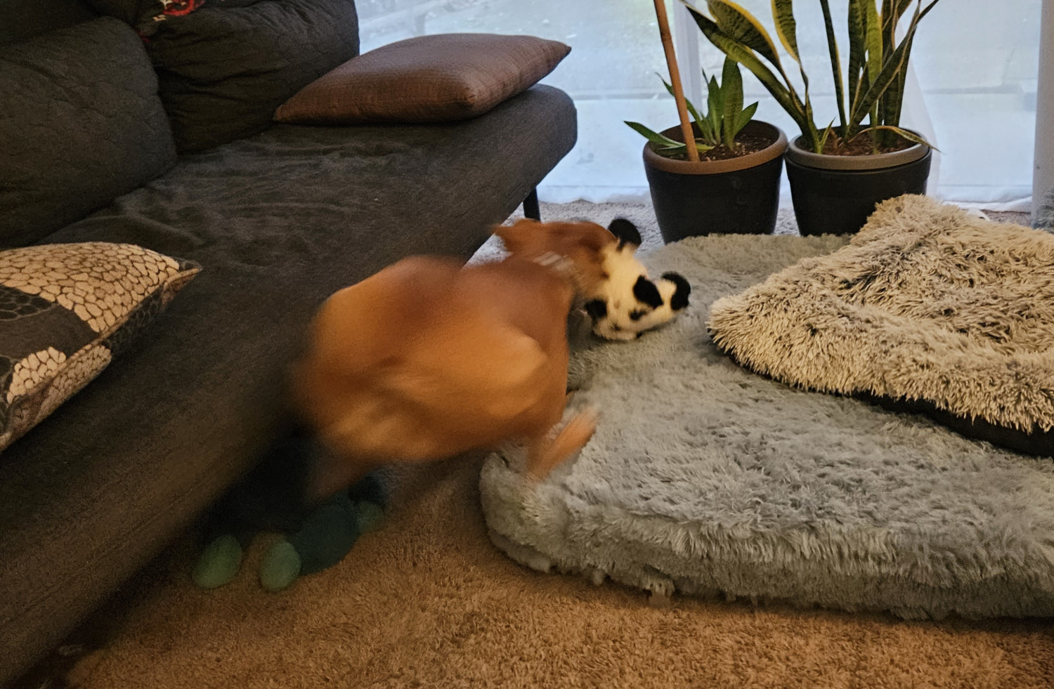 Barley, a dog, springs forward in pursuit of her cow toy, her whole body as blur as her teeth make contact with their target.