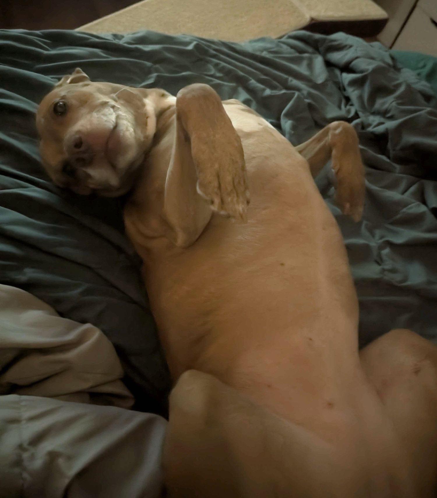 Juniper, a dog, would love for some gentle belly rubs right now. 