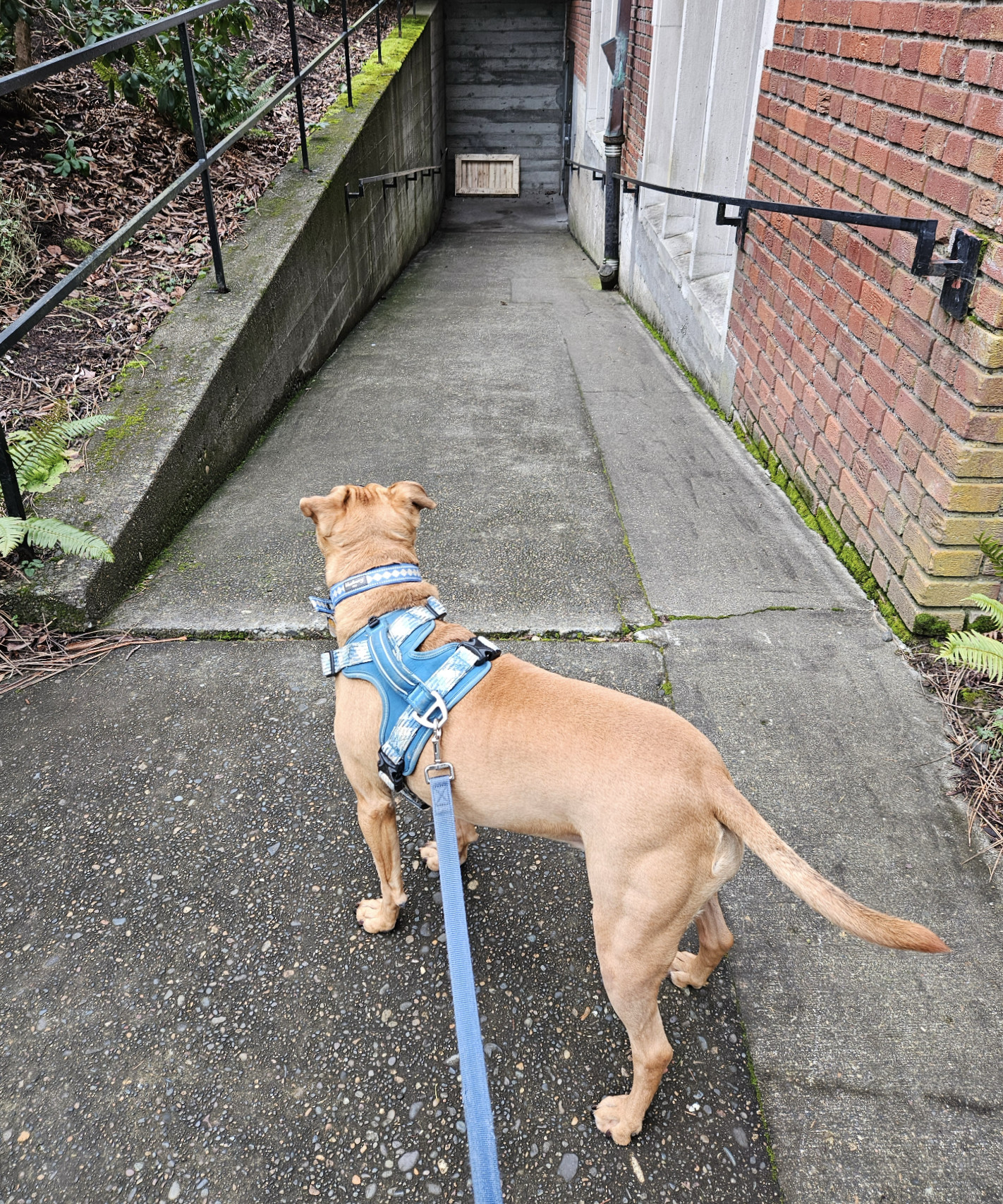 Barley, a dog, peers down a concrete incline leading to a basement entrance, at the bottom of which is wooden shipping pallet.