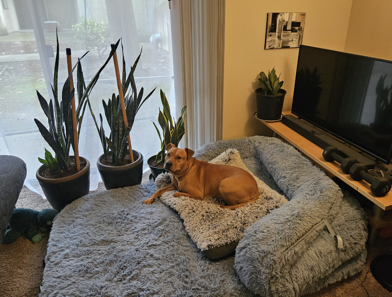 Barley, a dog, relaxes on her gargantuan dog bed. A number of plants are unsettlingly close to her.