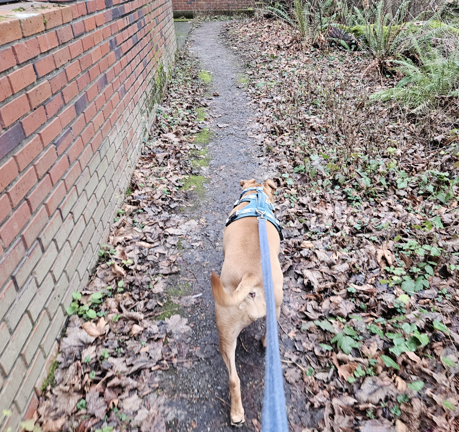 Barley, a dog, trots along a footpath behind a brick building.