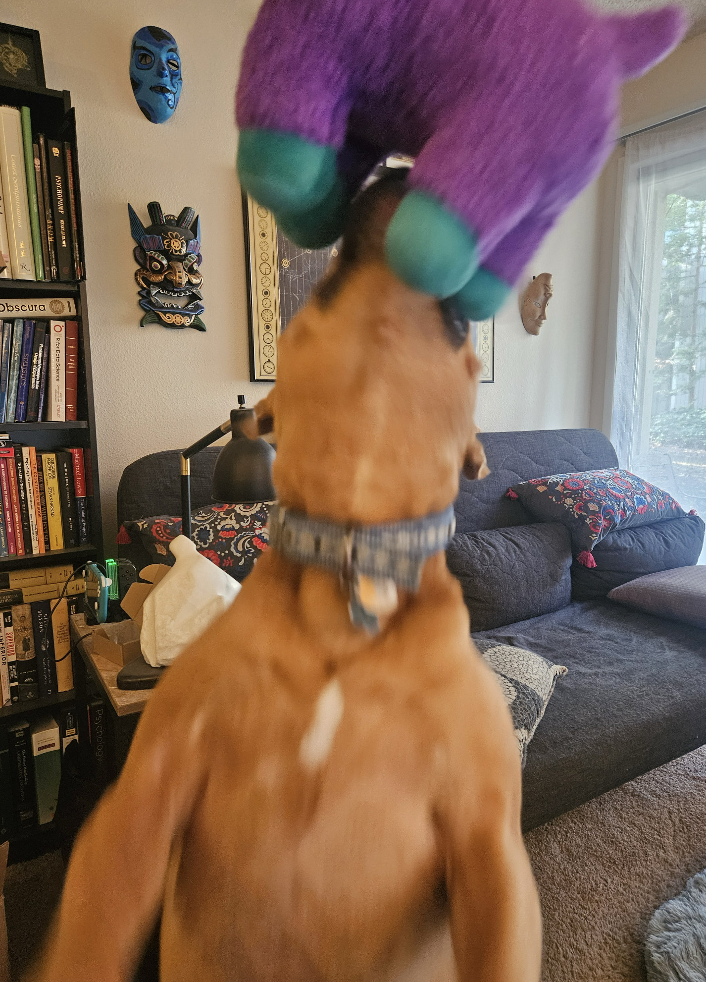 Barley, a dog, leaps into the air to snatch a toy suspended above her. The camera's focus has not had a chance to adjust to her sudden appearance in the frame.